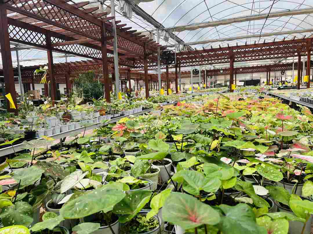 Tropical Plant Greenhouse Management: Why Vapor Pressure, Root-Zone Stability, and Airflow Determine Commercial Quality